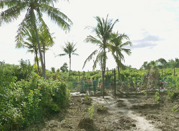 Borneo - 13 czerwca 2008 - ślady Bigfoota