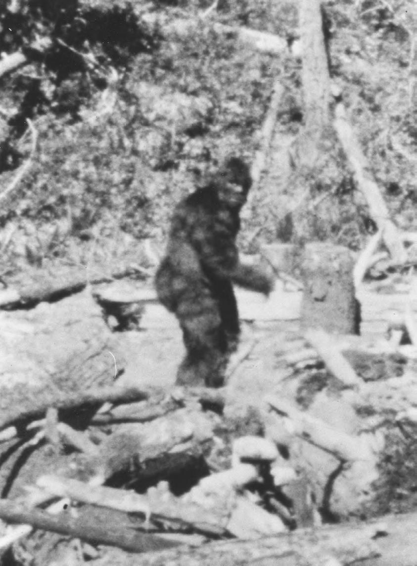 Yeti - zdjęcie Pattersona