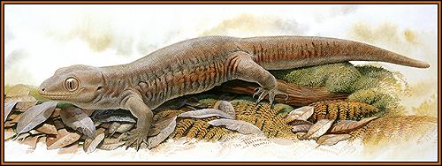 Kawekaweau (Hoplodactylus delcourti)