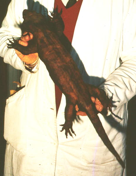 Kawekaweau (Hoplodactylus delcourti) okaz muzealny