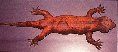 Kawekaweau (Hoplodactylus delcourti) okaz muzealny
