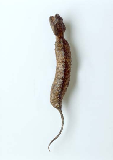 Tsuchinoko (Tzuchinoko) -  model