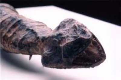 Tsuchinoko (Tzuchinoko) -  model