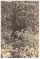 Hibagon, Hinagon, Higabon, Mu-Jimi, Hi-Hi, Kappa