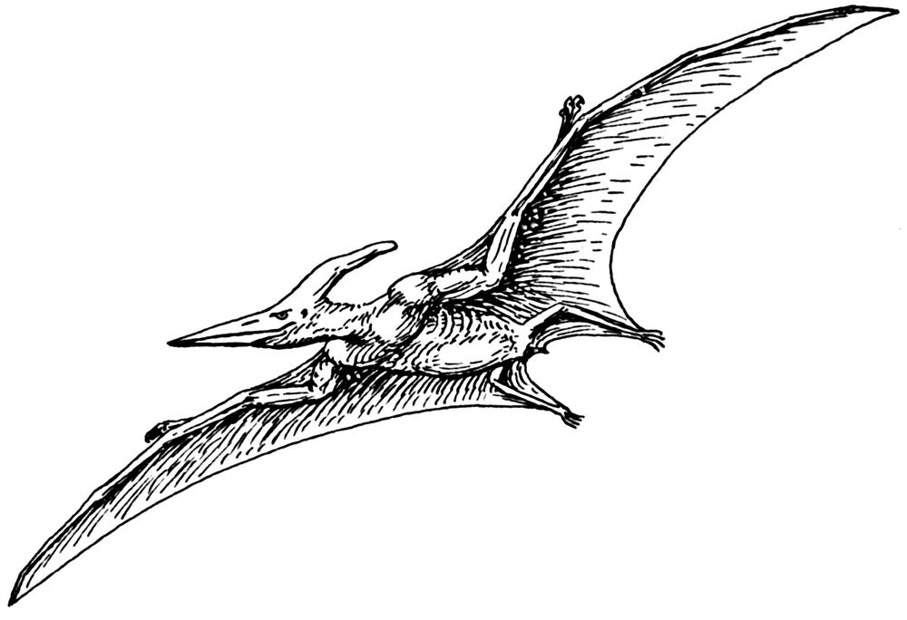 Pterodaktyl