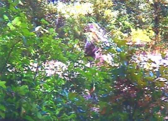 Zdjęcie z jednego z aparatów ustawionych wokół sklepu w Atoka