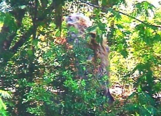 Zdjęcie z jednego z aparatów ustawionych wokół sklepu w Atoka