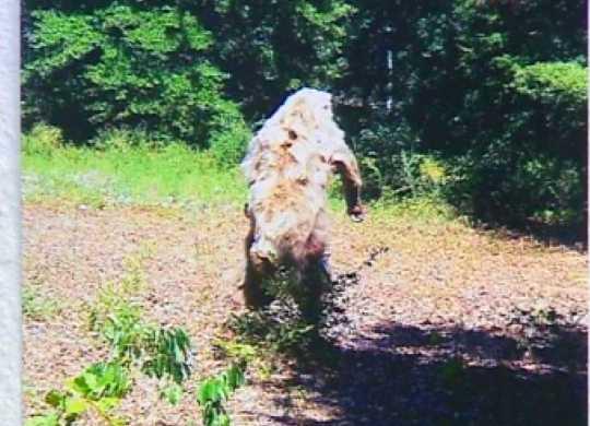 Zdjęcie z jednego z aparatów ustawionych wokół sklepu w Atoka