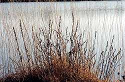 Brzeg jeziora Biscarosse