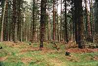 Rezerwat w Cannock Chase