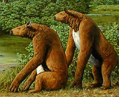 Niedźwiedź z Nandi, Nandi Bear