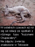 Chupacabra z Teksasu