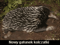 Nowy gatunek kolczatki