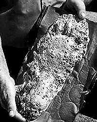 Odlew stopy zwierzęcia