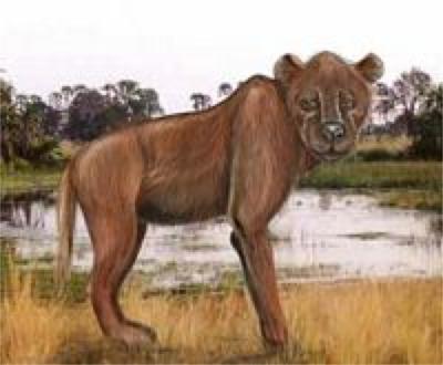 Niedźwiedź z Nandi, Nandi Bear