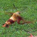 Owad z Ontario w Kanadzie