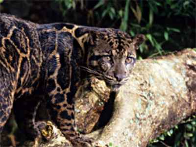 Pantera indonezyjska