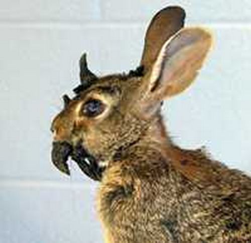 Jackalope