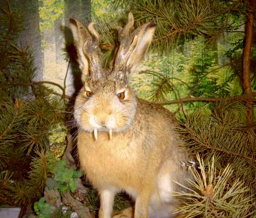Jackalope
