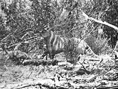 Zdjęcie wykonane przez panią Rille Martin w 1964 roku