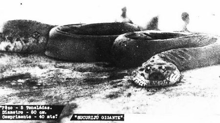 sucuriju gigante