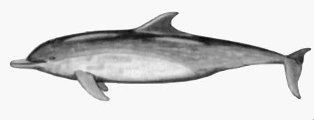 Delfin senegalski