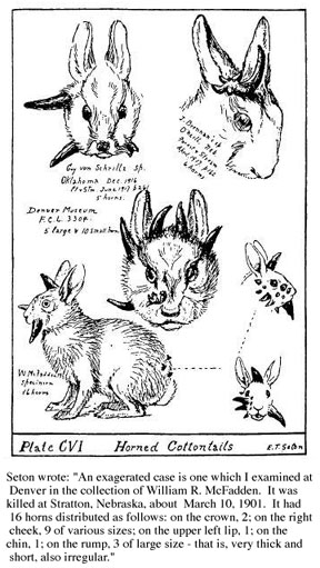 Jackalope
