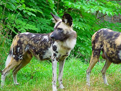 Likaon, Licaon pictus