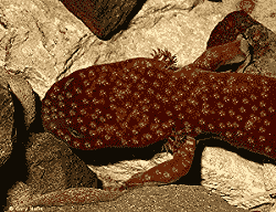 Rekonstrukcja wyglądu zwierzęcia