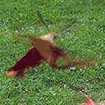 Rekonstrukcja wyglądu owada spod Wadowic