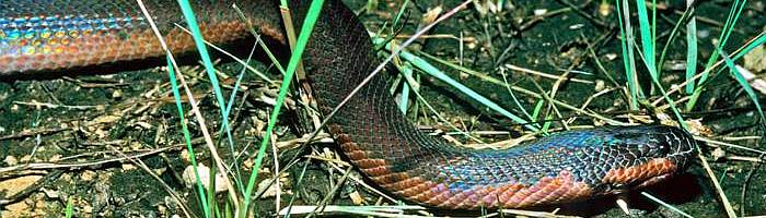 Wąż zmieniający kolor