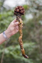 Meksykański pustelnik