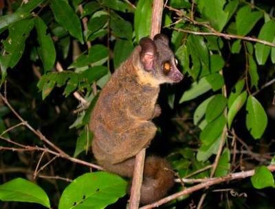 Galago