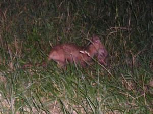 Zwierze z New Jersey